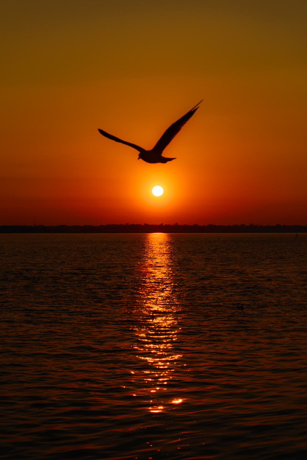 Seagull Over Sun | Shutterbug